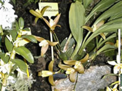 Lycaste lasioglossa