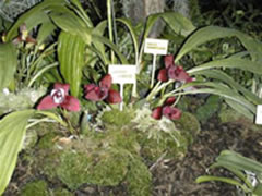 Lycaste hybride