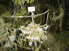 Dendrobium