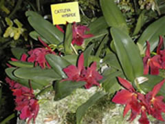 Cattleya 