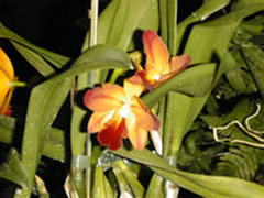 Cattleya hybride