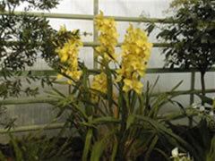 Cymbidium hybride