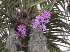 Laeliocattleya