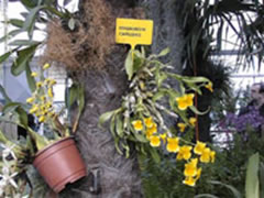 Dendrobium