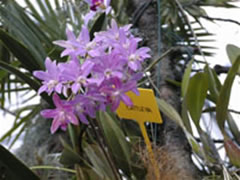 Laeliocattleya