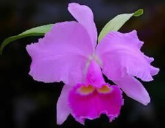 Cattleya hybride