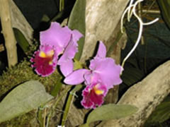 Cattleya Hybride