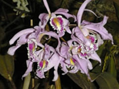 Cattleya maxima