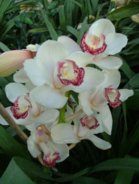 Cymbidium Hybride