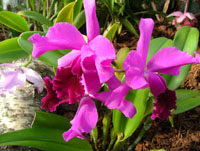 Laeliocattleya