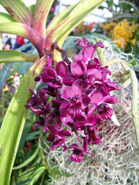 Rhynchostylis gigantea