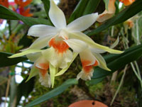 Dendrobium