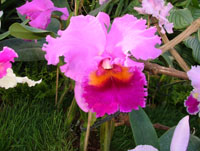 Cattleya Hybride