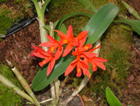 Sophrolaeliocattleya