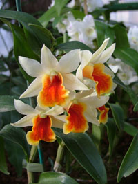 Dendrobium 