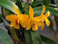 Cattleya hybride