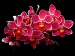 Phalaenopsis Hybride